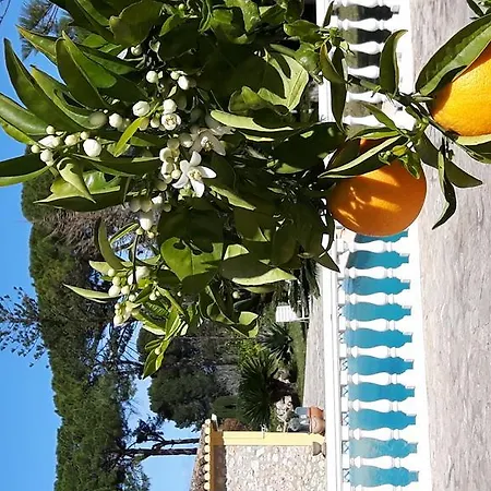 Klein Spaans Geluk * Jávea